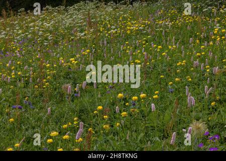 Flowery alpine hay meadow with Globe Flowers, Bistort etc. Italian Maritime Alps, near Col Sampiero. Stock Photo