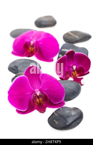 Black stones and flowers isolated on white background Stock Photo