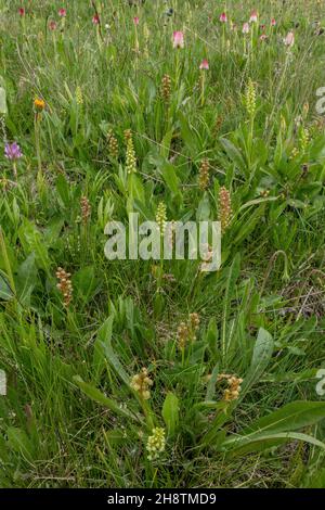 Frog Orchids, Dactylorhiza viridis, in flower - with Small White Orchids, Vanilla Orchids etc - in exceptional mountain orchid meadow, Col Sampiero, M Stock Photo