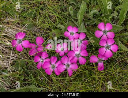 Peacock-eye pink, Dianthus pavonius, in flower in mountain pasture. Stock Photo