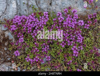 Wild Thyme, Thymus praecox subsp. polytrichus, in flower in the Alps. Stock Photo
