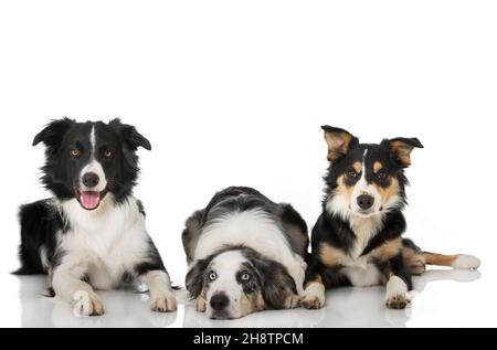 Three border collies isolated on white Stock Photo