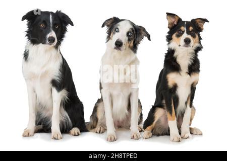 Three border collies isolated on white Stock Photo