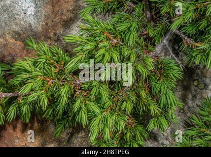A Dwarf Juniper, Juniperus communis var. saxatilis (was Juniperus nana) Stock Photo