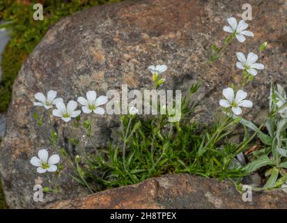 Large-flowered Sandwort, Arenaria grandiflora in flower, Alps. Stock Photo