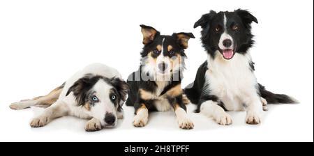 Three border collies isolated on white Stock Photo