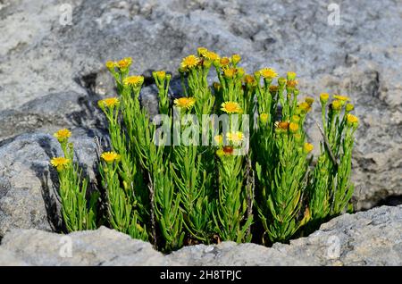 Golden samphire flowers on limestone rocks, Portland, Dorset Stock Photo