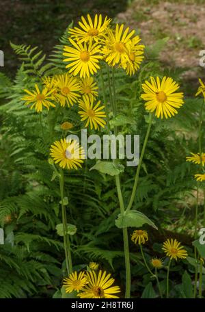 Leopard's-bane, Doronicum pardalianches, in flower in woodland clearing. Alps. Stock Photo