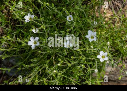 Large-flowered sandwort, Arenaria grandiflora, in flower in the Alps. Stock Photo