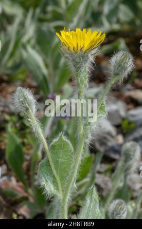 Shaggy hawkweed, Hieracium villosum, in flower, Alps. Stock Photo