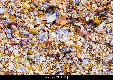 Overhead view of washed up and broken sea shells on sandy beach in Cape Town Stock Photo