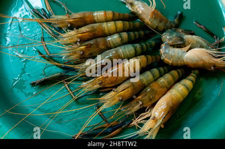 Giant freshwater prawns on green plastic tray. Prepared fresh giant river prawn for cook. Shellfish animal. Source of protein. Stock Photo