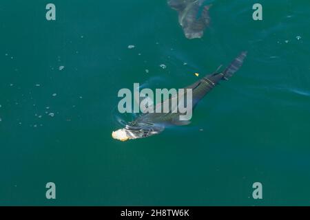 Group of golden grey mullets swimming in the sea Stock Photo