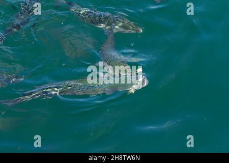 Group of golden grey mullets swimming in the sea Stock Photo