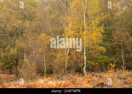 Autumn at RSPB Budby South Forest, Nottinghamshire England UK Stock Photo