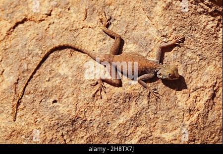 Desert lizard on the rock in Sahara Desert Stock Photo