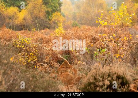 Autumn at RSPB Budby South Forest, Nottinghamshire England UK Stock Photo