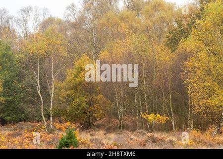 Autumn at RSPB Budby South Forest, Nottinghamshire England UK Stock Photo