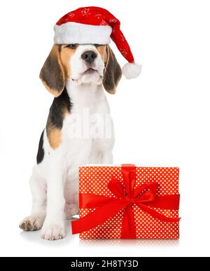 Cute beagle puppy with santa hat isolated on white Stock Photo