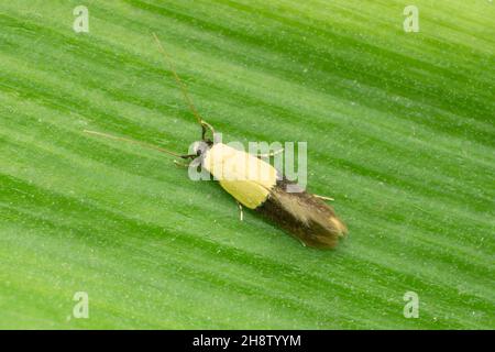 The Indianmeal moth  is a pyraloid moth of the family Pyralidae Plodia interpunctella, Satara, Maharashtra, India Stock Photo