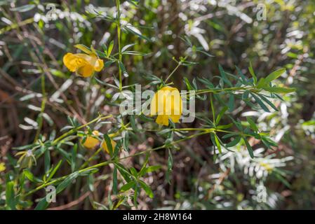 Golden Glory Pea, Broad Leaf Wedge Pea (Gompholobium latifolium) growing in Lane Cove National Park, Sydney, Australia Stock Photo