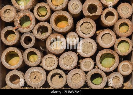 Bug hotel with cane ends blocked by solitary bees Stock Photo