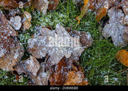 A scattering of brown fallen oak (Quercus robur) leaves with small ice crystals after a light snowfall in cold weather, Surrey, south-east England Stock Photo