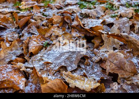 A scattering of brown fallen oak (Quercus robur) leaves with small ice crystals after a light snowfall in cold weather, Surrey, south-east England Stock Photo