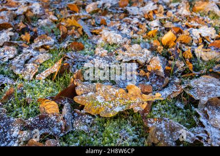 A scattering of brown fallen oak (Quercus robur) leaves with small ice crystals after a light snowfall in cold weather, Surrey, south-east England Stock Photo