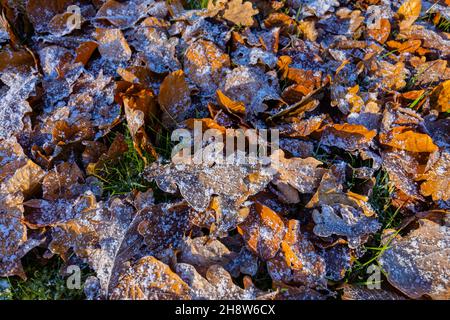 A scattering of brown fallen oak (Quercus robur) leaves with small ice crystals after a light snowfall in cold weather, Surrey, south-east England Stock Photo