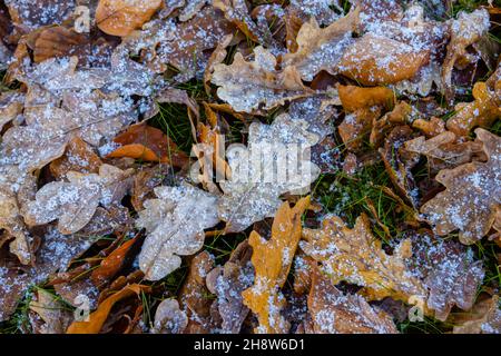 A scattering of brown fallen oak (Quercus robur) leaves with small ice crystals after a light snowfall in cold weather, Surrey, south-east England Stock Photo