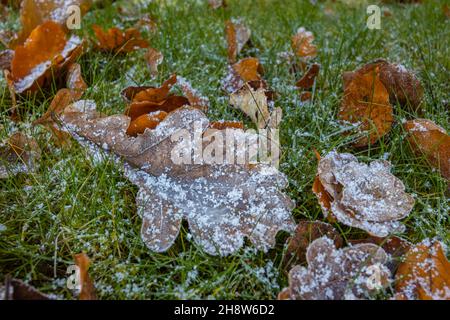 A scattering of brown fallen oak (Quercus robur) leaves with small ice crystals after a light snowfall in cold weather, Surrey, south-east England Stock Photo