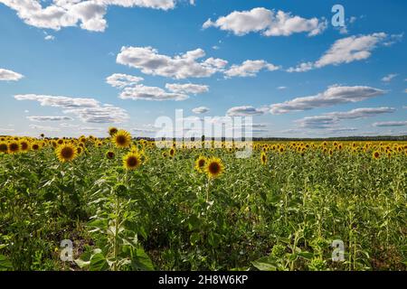 Vast field with yellow sunflowers located against blue sky with white ...