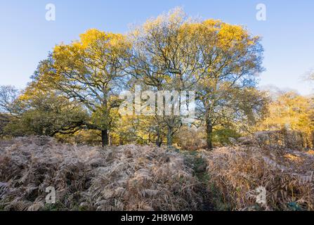 View of a path through a copse of oak trees and bracken in Richmond Park in early morning sun, Richmond upon Thames, in late autumn to early winter Stock Photo