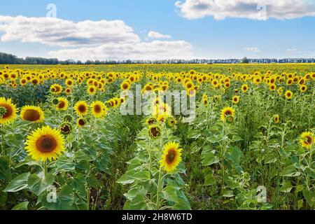 Vast field with yellow sunflowers located against blue sky with white flowers on sunny day in countryside Stock Photo