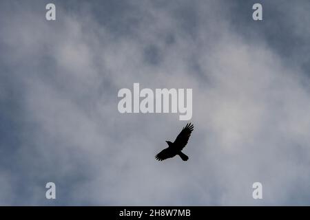 Corvus corax - The large crow, is a species of passerine bird in the Corvidae family. Stock Photo