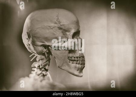 Human skull, skeleton digitally altered. Stock Photo