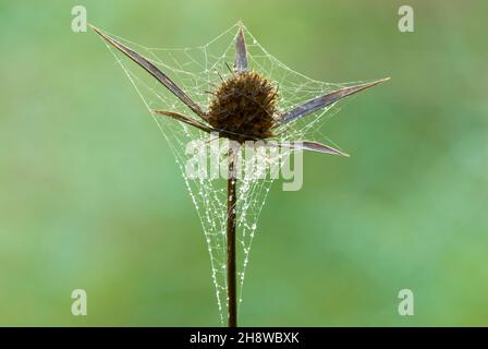 Dry thistle flower with a beautiful spider web and tiny water droplets, closeup. In the morning dew. Blurred natural green background. Copy space. Stock Photo