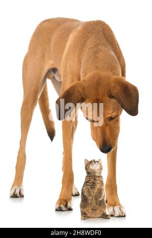 Big cross breed dog and a kitten Stock Photo