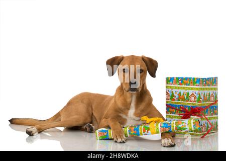Big cross breed dog and a kitten Stock Photo