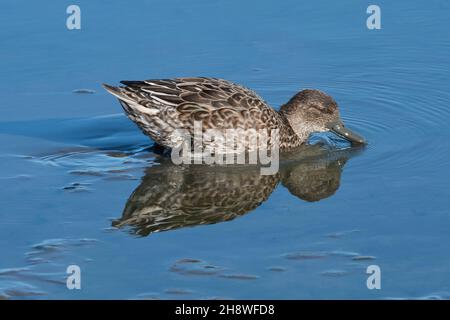 Female or duck Eurasian teal (Anas crecca) dabbling for food in shallow water Stock Photo