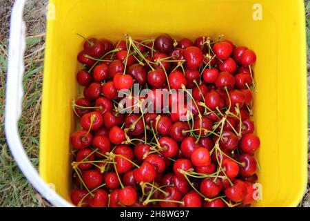 Close up of fresh red cherries in a yellow basket in an orchard Stock Photo