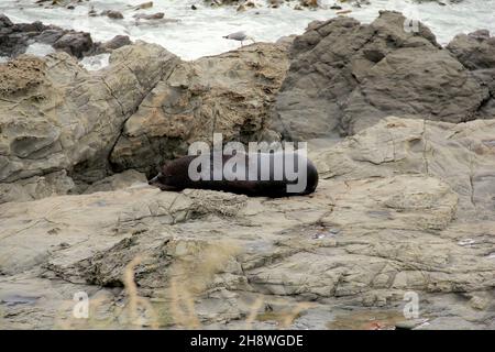 Male seal resting on a rocky beach in Peninsula Walkway Seal Spotting in Kaikoura, New Zealand Stock Photo