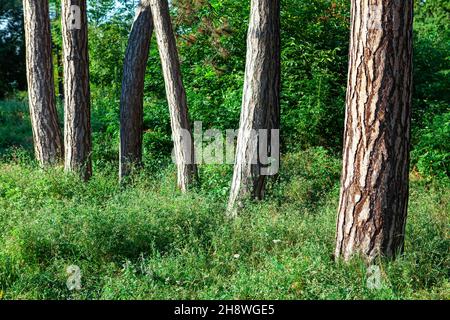 Coniferous tree trunks . Pine stalks in the forest Stock Photo