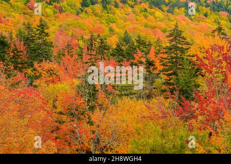 Autumn foliage in the deciduous forest on New England hillsides, Bear Notch Road, New Hampshire, USA Stock Photo