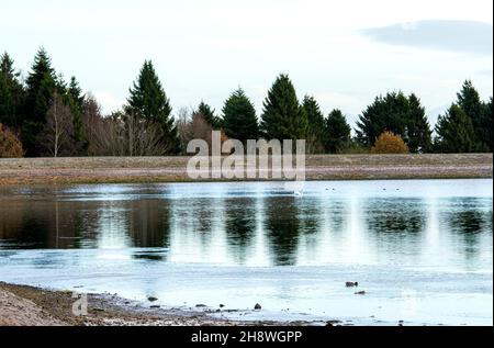 Dundee, Tayside, Scotland, UK. 2nd Dec, 2021. UK Weather. North East Scotland's weather in December is bitterly cold with temperatures as low as 3°C. Clatto Country Park in rural Dundee offers a lively winter vibe because to the ice that has developed on the park pond. Credit: Dundee Photographics/Alamy Live News