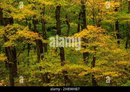 Autumn forest trees, Smuggler's Notch, Lamoille County, Vermont, USA Stock Photo