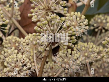 The Paper Plant or Fatsia s a popular garden plant in temperate regions. Originating in the Far East they flower during the winter Stock Photo