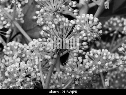 The Paper Plant or Fatsia s a popular garden plant in temperate regions. Originating in the Far East they flower during the winter Stock Photo