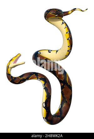 3D rendering of a Reticulated python or Python reticulatus, a species of python found in Southeast Asia Stock Photo